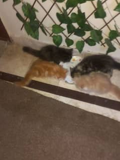 perssion female kittins