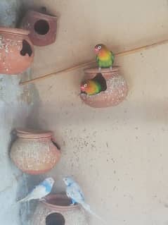 Lovebird