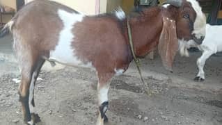 Bakra doonda