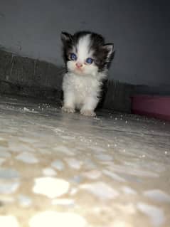 Persian