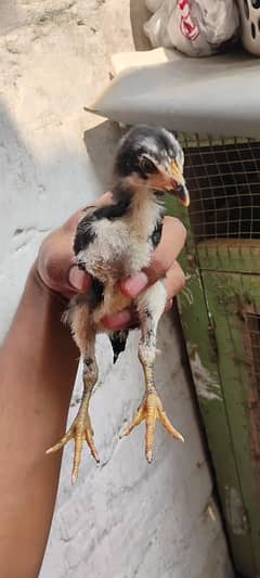 chicks