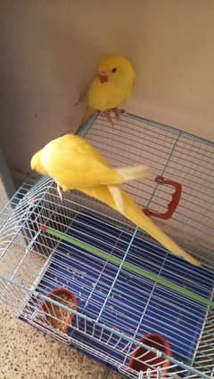 parrots tammed chicks | bird Chicks | طوطا | yellow birds