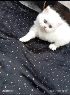 Turkish angora double coated