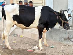 2 Danth Bachray