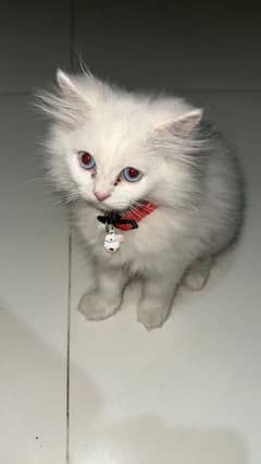 Persian Cat