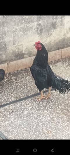 black aseel pair