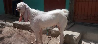 Gulabi