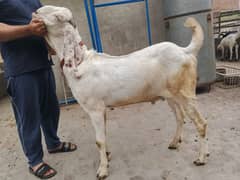 3 Goat for sale