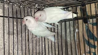 Albino red eye pair