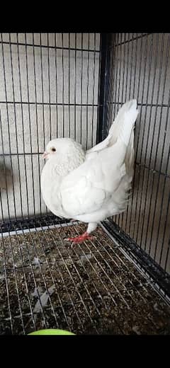 white king breeder male 3417364953