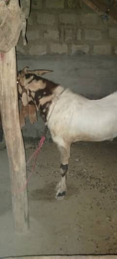 kamori Bakra 4 danth