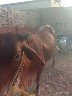 cow for sale
