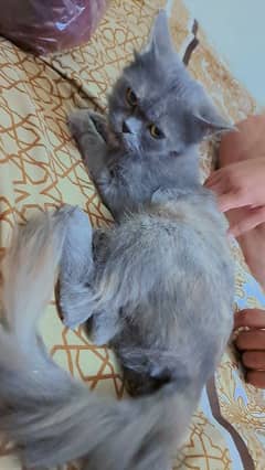 Persian