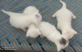 Kittens Available
