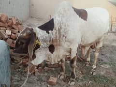 Pure Cholistani Ablaq Bulls for Qurbani