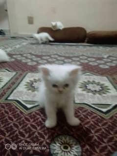 kittens