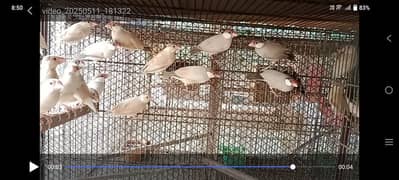 Pastel Fawn Split Java Males available