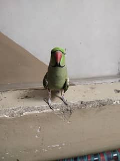 sale parrot