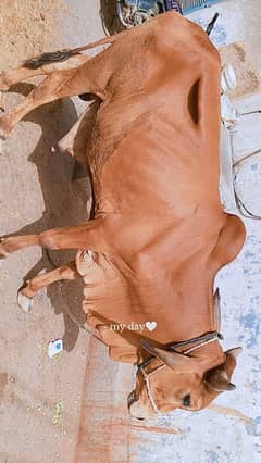 Bachra