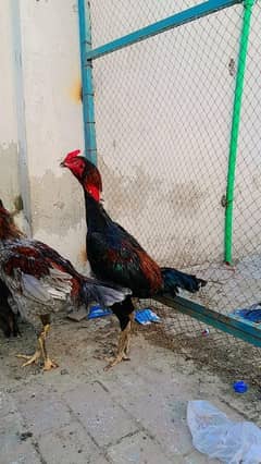 Thai+vetnam aseel patha for sale in lahor