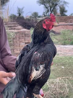 Mushka jawa aseel for sale.