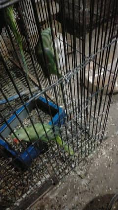 Raw parrots for sale male and female for breed