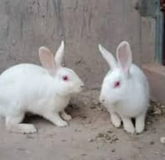 Pair of Rabbit Red Eyes