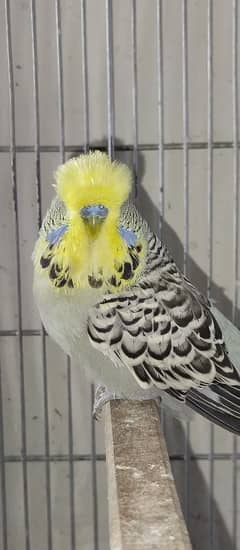exhibition quality male for sake