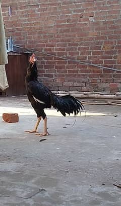 aseel male for sale
