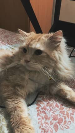 Persian pair for sale