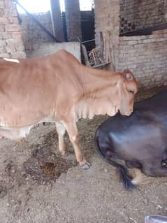 Bachra for sale qurbani 2026 kheera