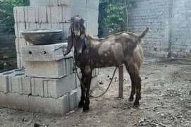bakra for sale. . . 0.3. 3.5. 5.8. 2.1. 4.5.8