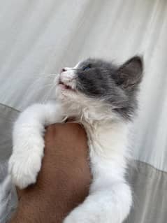 kittens 50 days