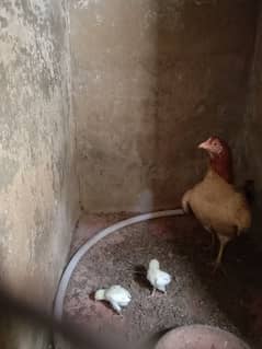 nasli murgi sell