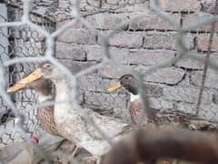 Duck,s for sale egg,s wali