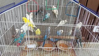 Budgies, Australian parrots