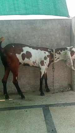 Bakri for sale
