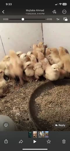 7 day chicks of golden buff and white silky