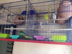 birds