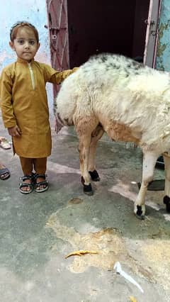 turkshe dumba tayar,03158269912