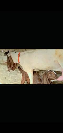 Beautiful female with female kid available for sale