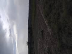 150 kanal agricultural land dharabi balksar