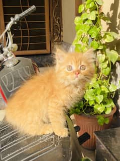 Persian kitten