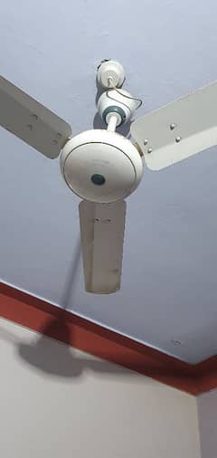 Royal fan