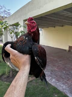 Aseel Mianwali Breeder