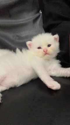 Ped cat