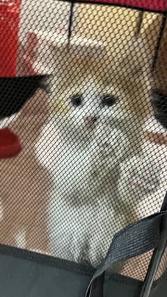 Persian kitten for sale