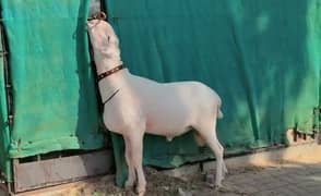 Dumba for sale