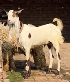 2 Dant Qurbani Bakra For sale in Dha phase 9 Lahore