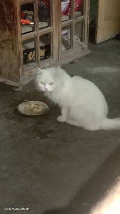 cat for sale